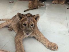 -大连森林动物园