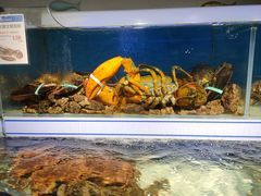 水产区-盒马鲜生(岭南新世界店)