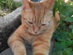 -喵屿·大理花园猫咖