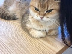 -有喵·猫咖·狗咖·30几只猫10只小狗(岗厦店)
