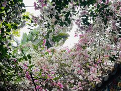 -深圳国际园林花卉博览园