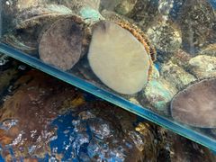 -岳各庄批发市场(西四环中路店)