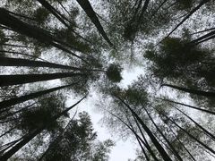 -蜀南竹海景区