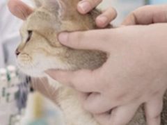 -美联众合动物医院·24h转诊中心
