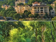 -银湖山郊野公园-相思林