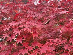 -西湖风景区-江洋畈生态公园