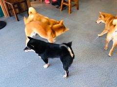 -柴源莊·柴小宠柴犬咖啡