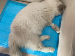 -顺强宠物诊所·狂犬免疫·夜诊·骨科(嘉定店)