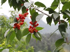 -樱桃山旅游景区