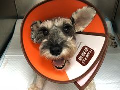 -安安宠医·安宠宠物医院