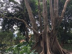 -中国科学院西双版纳热带植物园