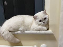 -喵zoo家庭繁育猫舍(尖东智能花园店)
