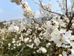 -樱桃山旅游景区