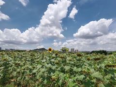 -光明小镇欢乐田园