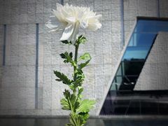 -侵华日军南京大屠杀遇难同胞纪念馆-停车场