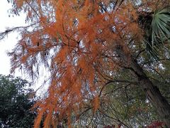 -上海佘山国家森林公园天马山园