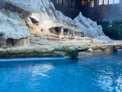 -帝企鹅自助餐厅•儿童岛•真企鹅(长隆企鹅酒店)