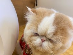 -啵啵喵·猫咖(攀华国际店)