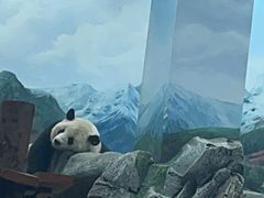 -武汉动物园