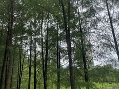 -深圳龙潭公园