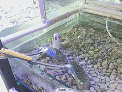 -四海蒸鲜蒸汽海鲜自助(北戴河店)