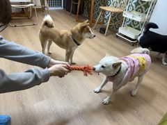 -是阿柴呀！柴犬咖啡·爱喵喵猫咖
