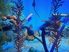 -上海海洋水族馆