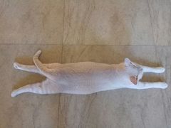 -猫咖时代(中山亭店)