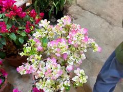 -双季花艺园艺市场(浦东店)