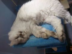 android_upload_pic-喵的天空名猫咖啡馆·撸猫·猫舍·用品