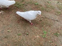 -台儿庄古城