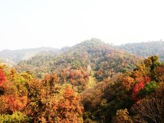 -千年银杏谷文化旅游区