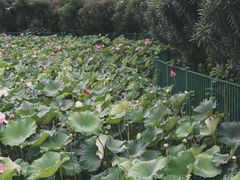 -黄兴公园
