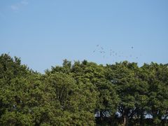 -大湾区中央湿地公园