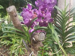 -东莞植物园