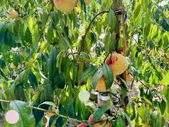 -北纬44度·金珠花海休闲农业旅游景区