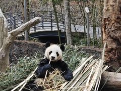 -都江堰中华大熊猫苑