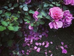 -人民公园(罗湖区)