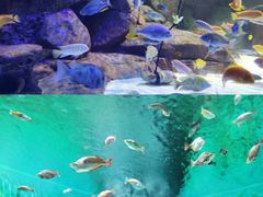 -上海海洋水族馆