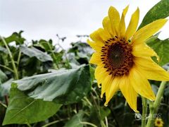 -广州市流溪河国家森林公园