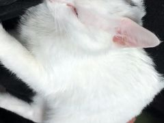 -猫尾侦探俱乐部·剧本杀·狼人杀