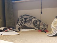 -美联众合宠物医院·爱萌分院·内外科·猫科中心