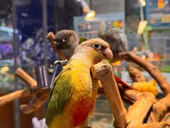 -青石桥花鸟鱼虫市场(叠翠城店)