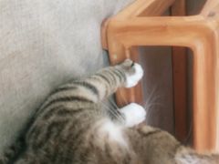 -喵屿·大理花园猫咖