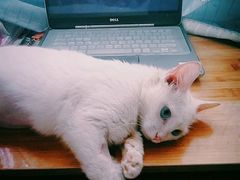 -芭比堂动物医院·犬猫全科·异宠专科(雁塔分院)