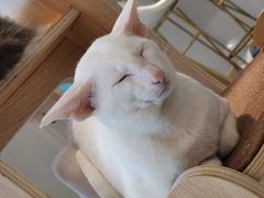 -飞行喵MR PILOT|猫舍·猫咖(静安大融城店)