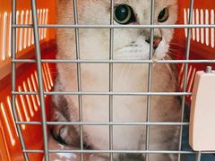 -佐罗家宠物馆·猫文化馆(紫霞路店)