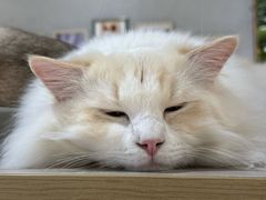 -藏猫猫咖啡主题馆(中央大道店)