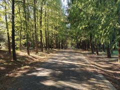 -上海海湾国家森林公园