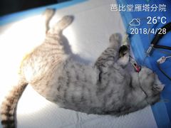 -芭比堂动物医院·犬猫全科·异宠专科(雁塔分院)